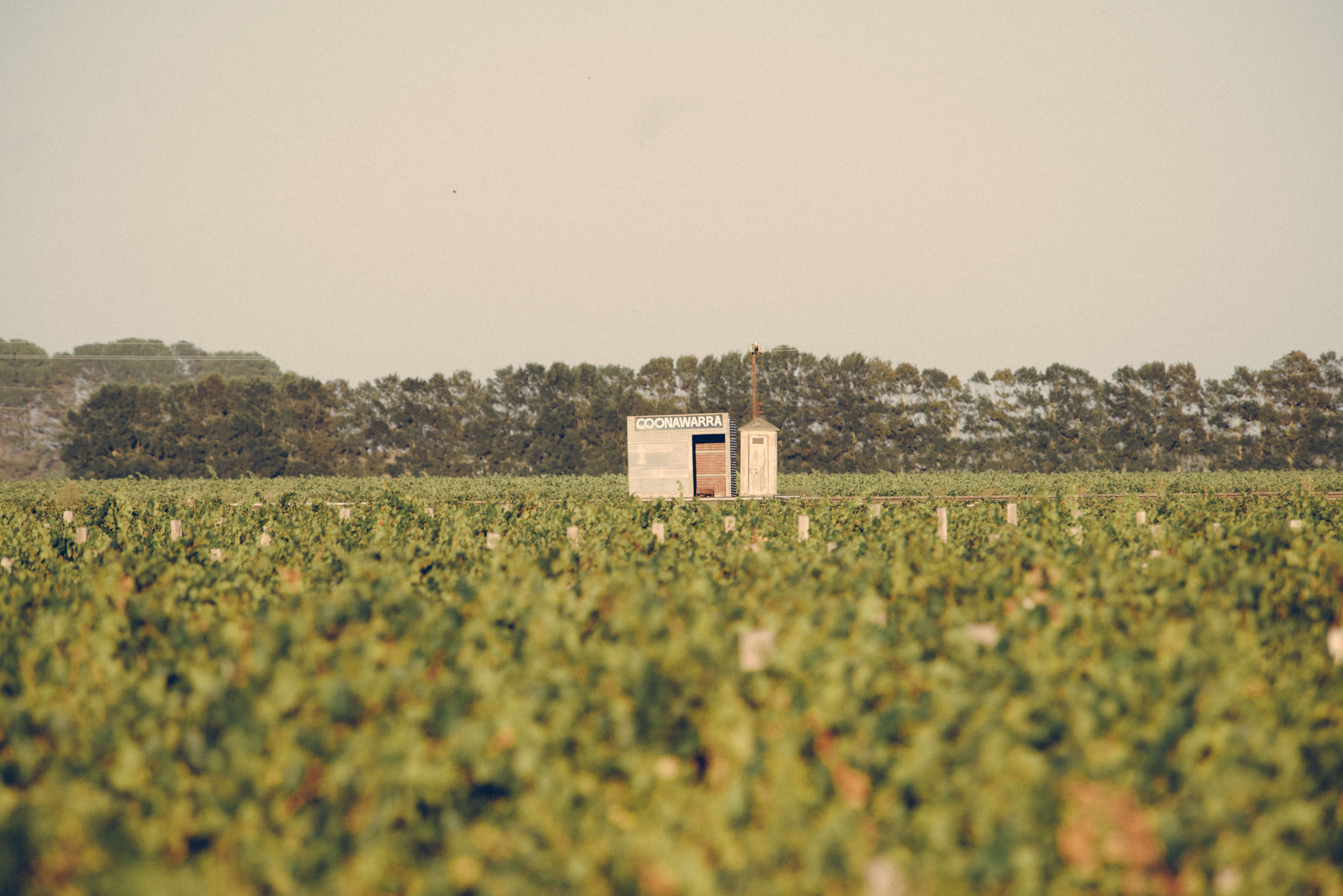 Wynns Coonawarra Estate vineyard